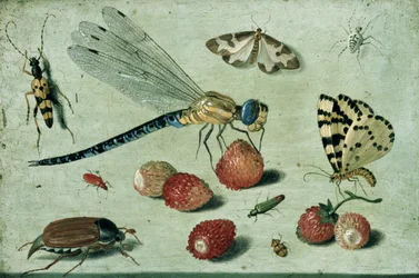 A Dragon-fly, two Moths, a Spider and some Beetles, with wild Strawberries